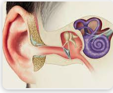 گوش انسان از چند قسمت تشکیل شده است؟